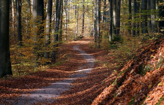 Une journée en forêt pendant l'automne - Photo Pixabay