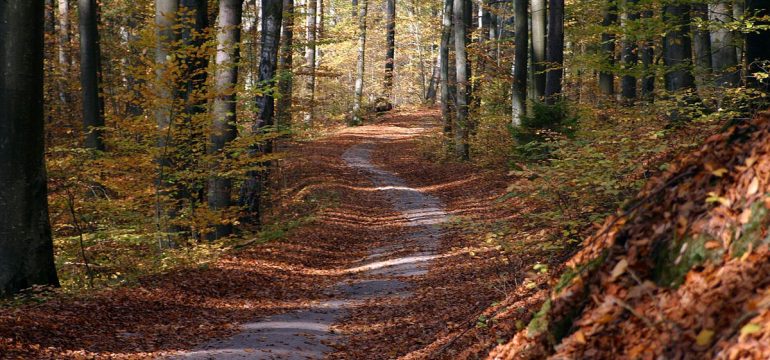 Une journée en forêt pendant l'automne - Photo Pixabay